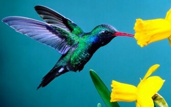 Hummingbirds Wallpaper
