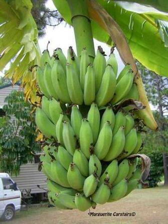 Bananas And The Banana Trees Every Picture Tells A Tale