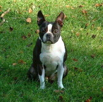HD Wallpaper Boston Terrier X Kb Jpeg
