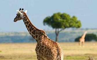 HD Giraffes Wallpaper With A Big Giraffe Background Jpg