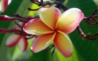 Pics Photos Plumeria Wallpaper