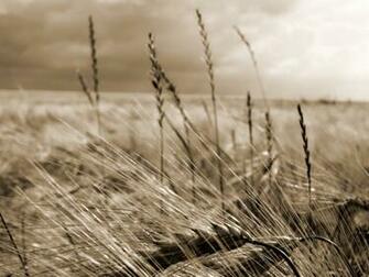 Harvest I