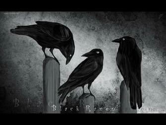 Corvids Unkindness And Murder The Autodidact In Attic