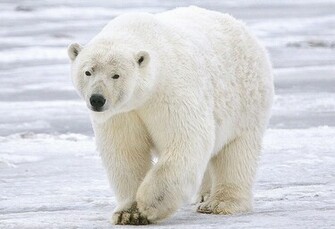 Polar Bear HD Wallpaper