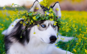 Siberian Husky Dog 4k HD Wallpaper Image