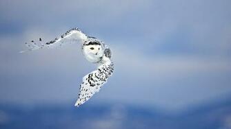 Snowy Owl Computer Wallpaper Desktop Background Id