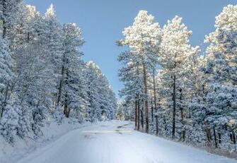 Snow Colorado Trees Winter Nature Wallpaper