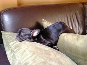 The Post Cutest French Bulldog Pictures Ever Appeared First On
