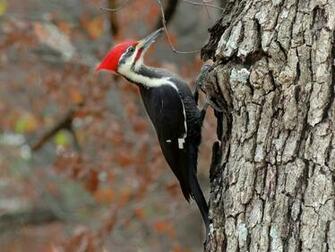 Woodpecker Bird Photos HD Wallpaper Animals And Birds