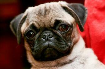 Pug Dogs Pictures Desktop Background Dogbreedswallpaper