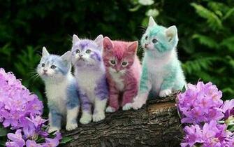 Few Little And Very Cute Cats Jokeroo