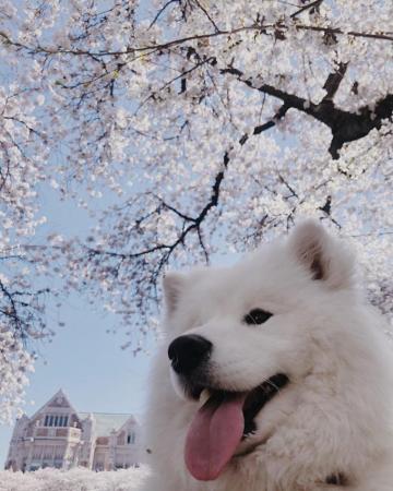 Cute Samoyed Dog