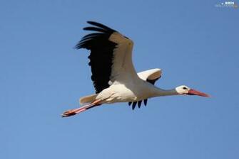 Stork Flight Birds Wallpaper