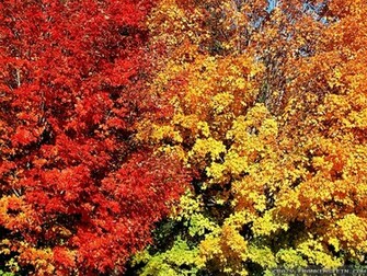 Fall Colors Wallpaper