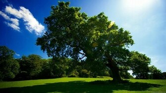 HD Nature Wallpaper 1080p High Definition