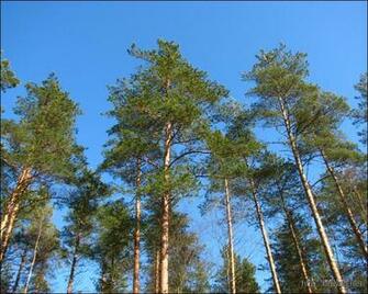 Wallpaper Pine Trees Background