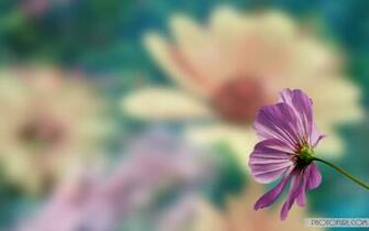 Flower Background For Computer Screen Ing Gallery