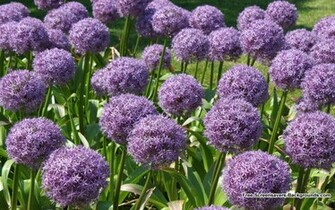 Flowers Screensavers And Background