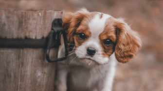 Cute Puppy Laptop Full HD 1080p 4k Wallpaper Image