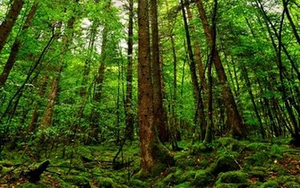 Rainforest Clipart Wallpaper