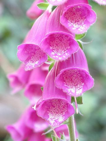 Photo Of Pink Flowers Flower Summer