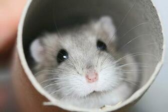 Cute Hamster Wallpaper Image