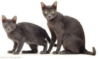 Korat Cat And Kitten Photo Wp04652