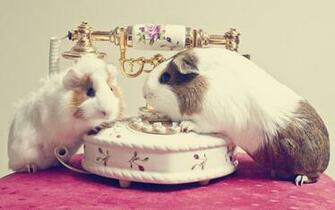 Guinea Pig Computer Wallpaper Desktop Background Id