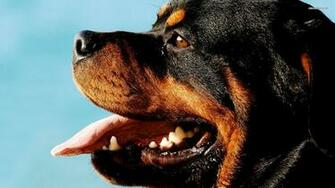 Rottweiler Computer Wallpaper Desktop Background Id