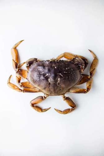 Dungeness Crab Top Wallpaper