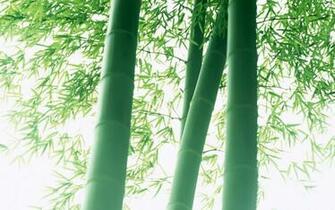 Bamboo Design Wallpaper Pattern Print