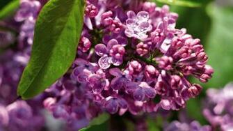 Purple Lilac Wallpaper