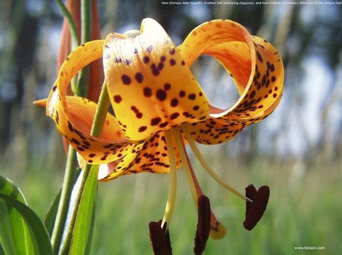 Kinds Of Wallpaper Natural Flower