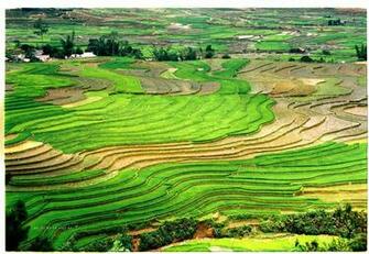 Beautiful Terraced Fields In Vietnam Most Places The