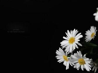 Flowers Picture Blooming Little Put Against Black Background