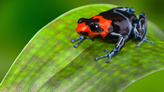 4k Wallpaper Of Red And Blue Color Frog HD