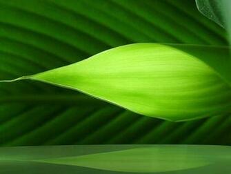 Green Paintings For Your Interior And Desktop Wallpaper