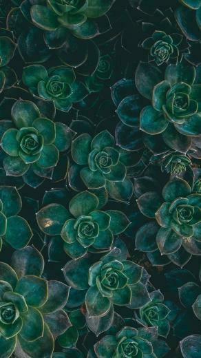 Aesthetic Grid Plants Wallpaper Top