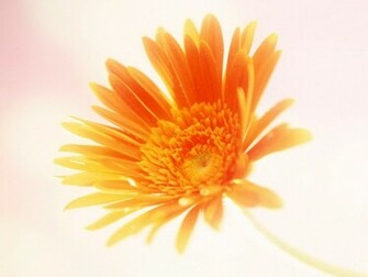 Single Flower Wallpaper