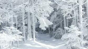 Wallpaper Winter Fairy Tale Snow Forest Nature Large