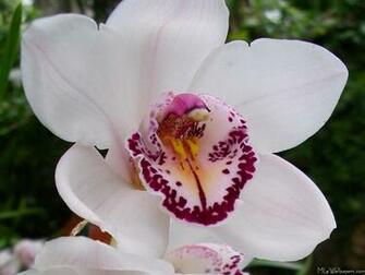 White Orchid I