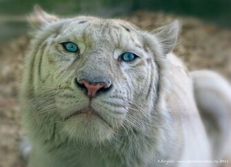 The Best Tigon Liger Pictures HD Desktop Wallpaper
