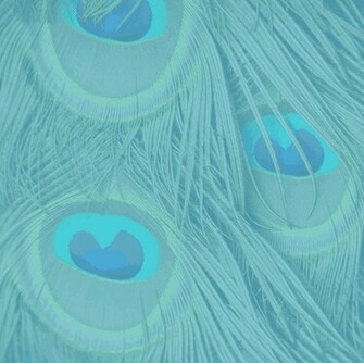 Peacock Feathers Background Stock Photo Public Domain Pictures