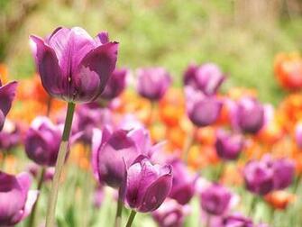 Tulips Wallpaper Background Keyword Flowers Image