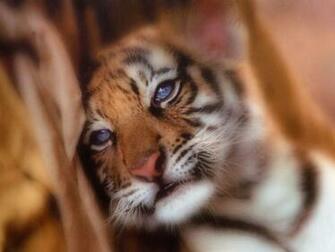 Child Of Artemis Cute Baby Tigers Wallpaper