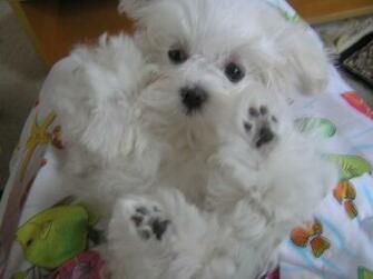 Maltese Puppies Wallpaper 4pups Cute Pictures Onpuppies