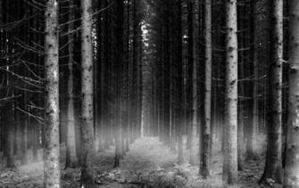 D Accueil Nature Fonds Cran HD Papier Peint For T Noire