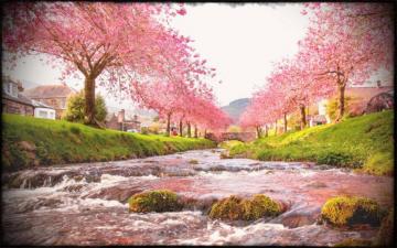 Pink Sakura Trees Japanese Nature Wallpaper