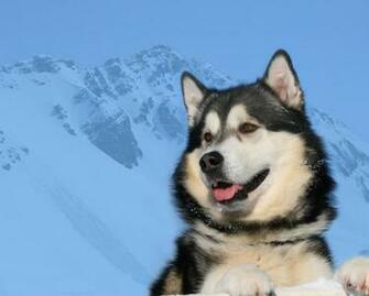 Husky Wallpaper