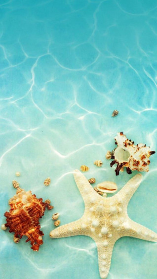Aesthetic iPhone Wallpaper Seashells Under The Water Summer